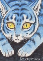 Beware of the Kitty